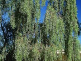 Willow acacia