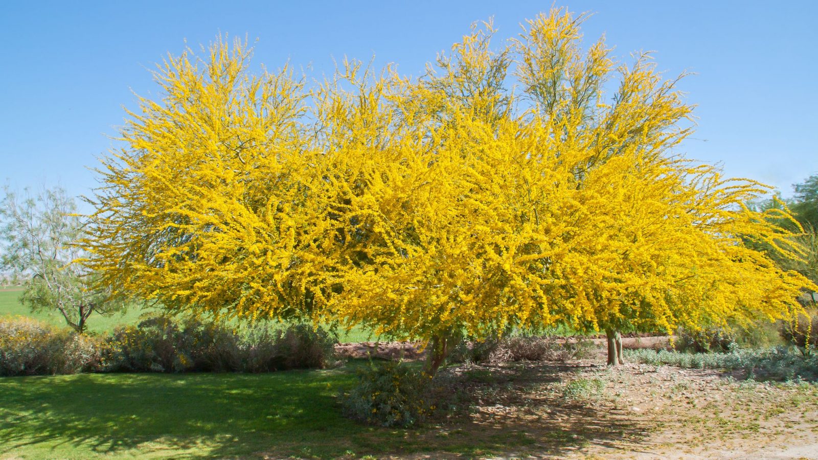 Palo Verde Tree in Spring Bloom