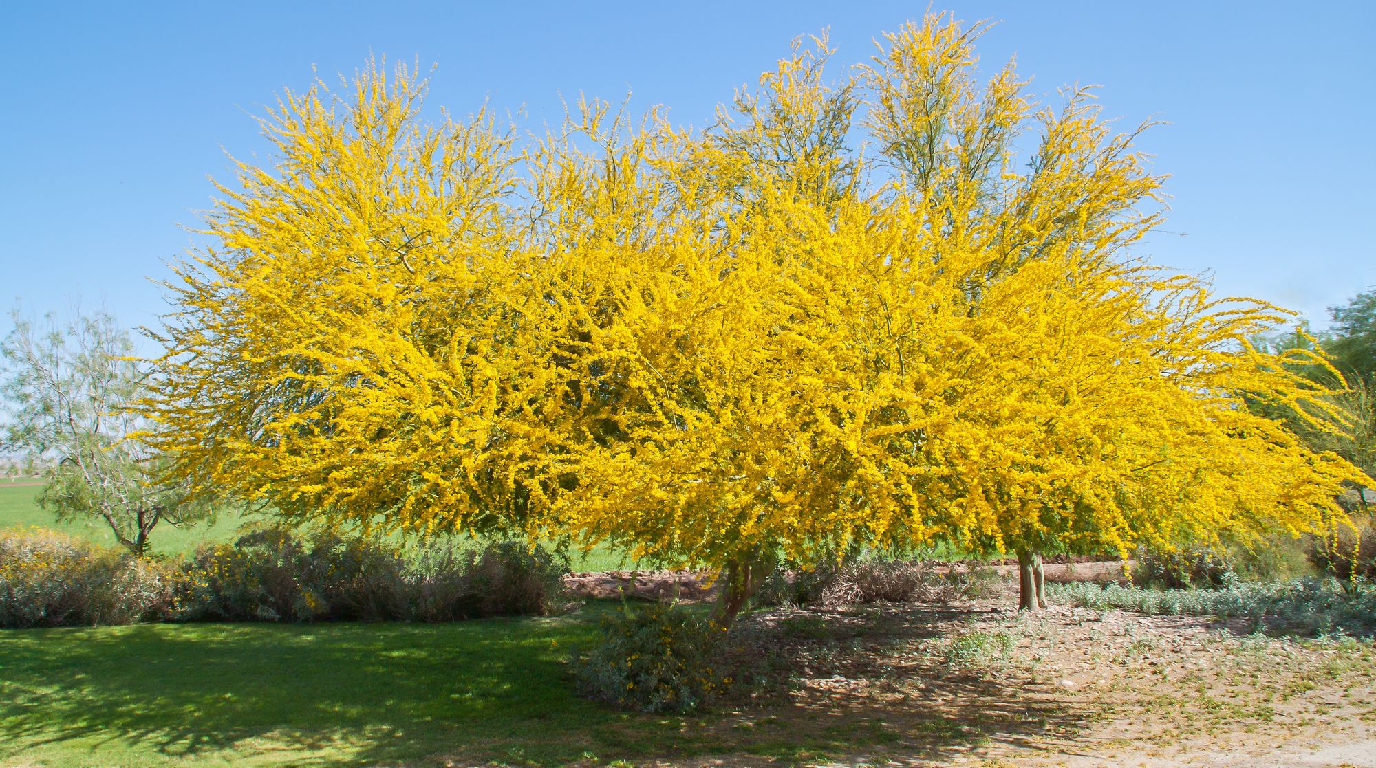 Дерево пала. Дерево паловерд. Palo Verde растение. Дерево с желтыми цветами паловерде. Деревья Бреа.