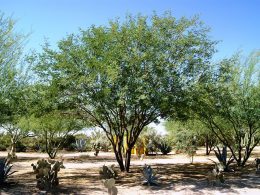 Chilean Mesquite