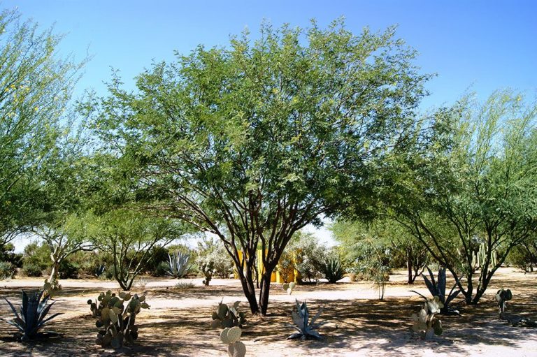 Chilean Mesquite