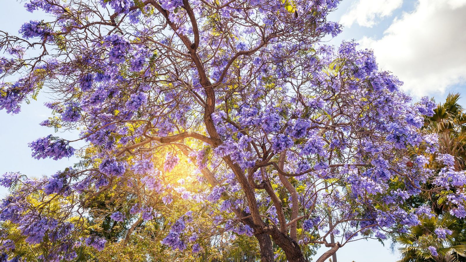 Jacaranda Tree