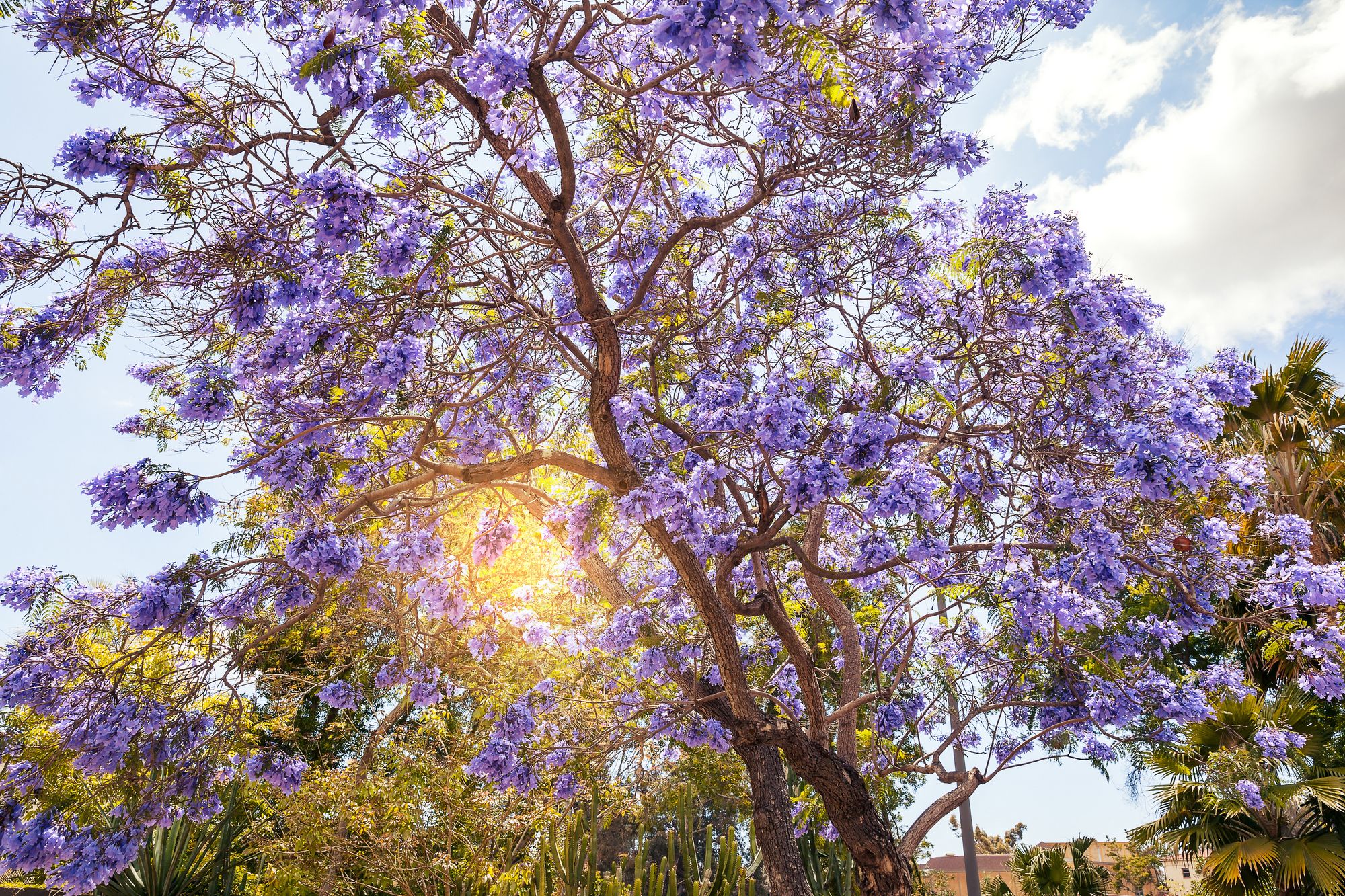 Дерево в Сан-Диего с сиреневыми цветочками