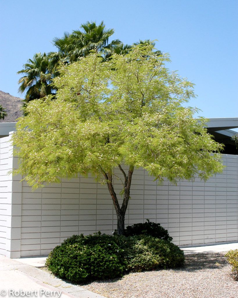 tn_lysilomathornberilysilomaakafeatherleaftreepruningservice