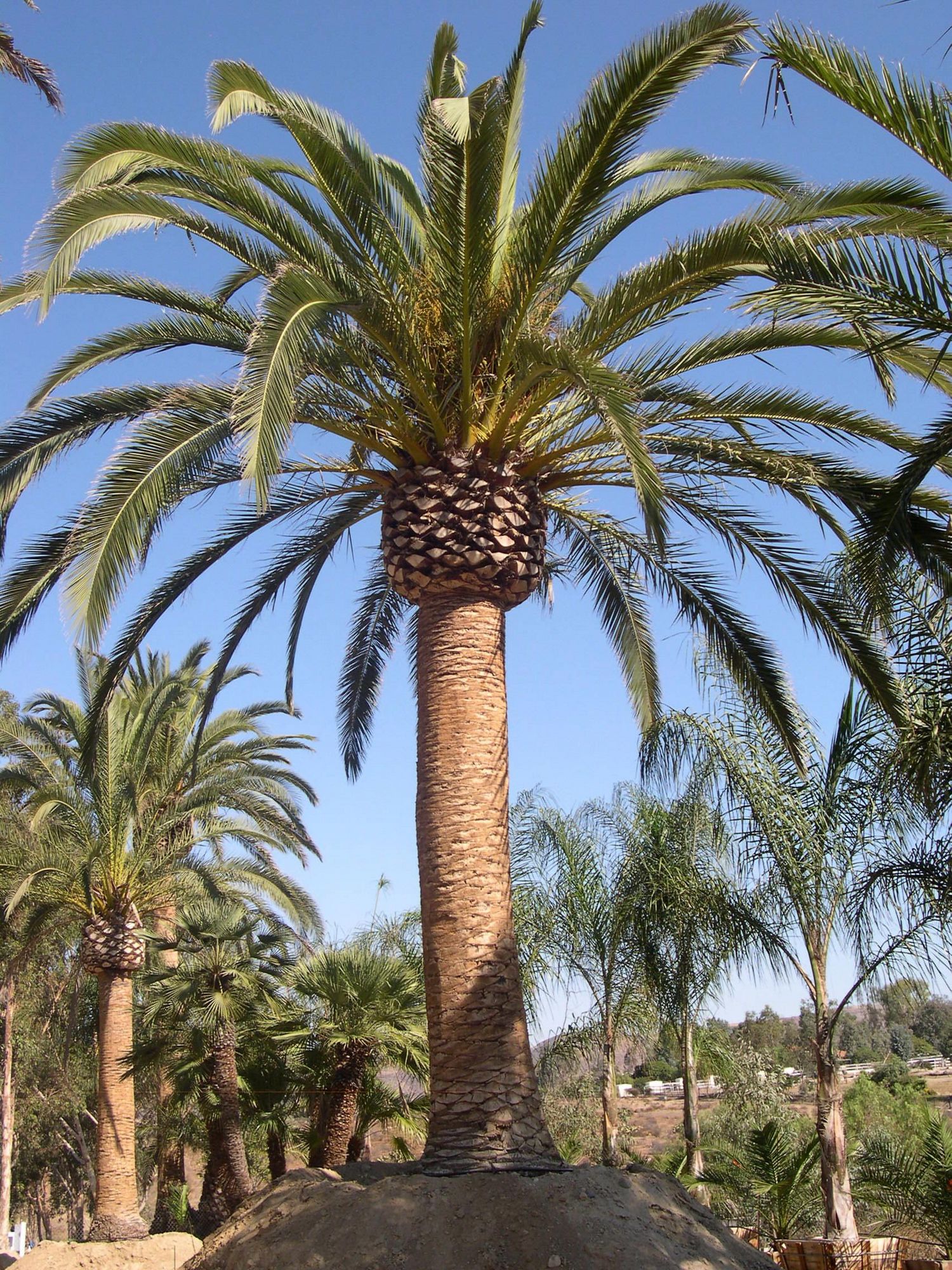 canary-island-date-palm