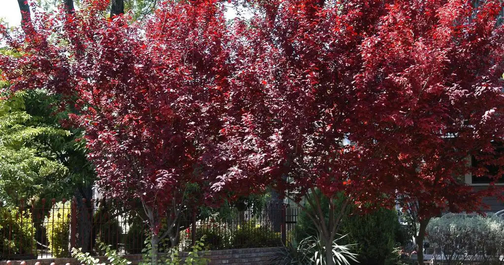Purple Plum Tree