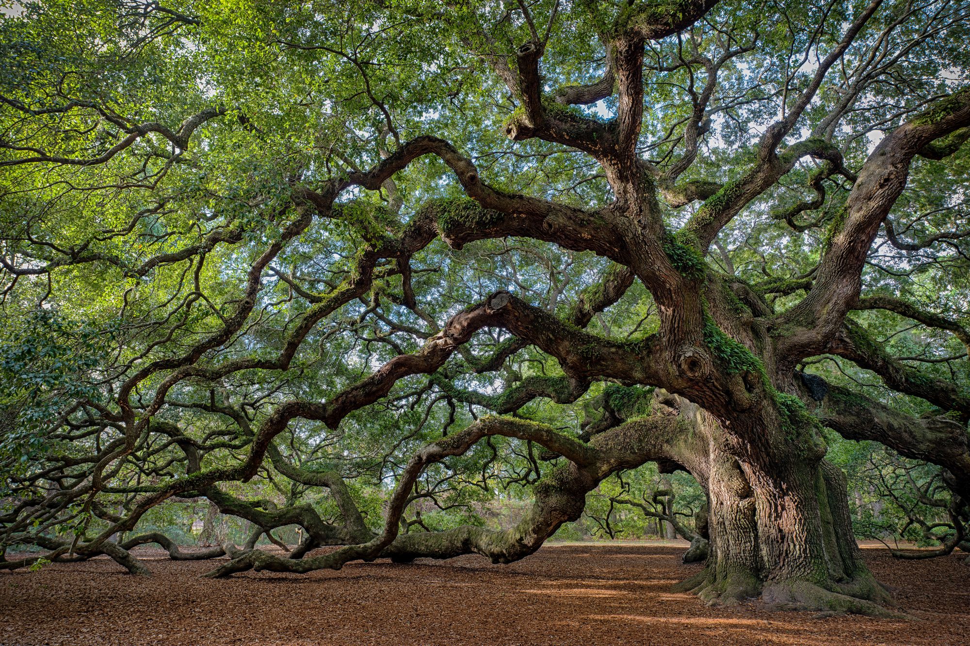 What Is A Live Oak Tree - Unhealthypost