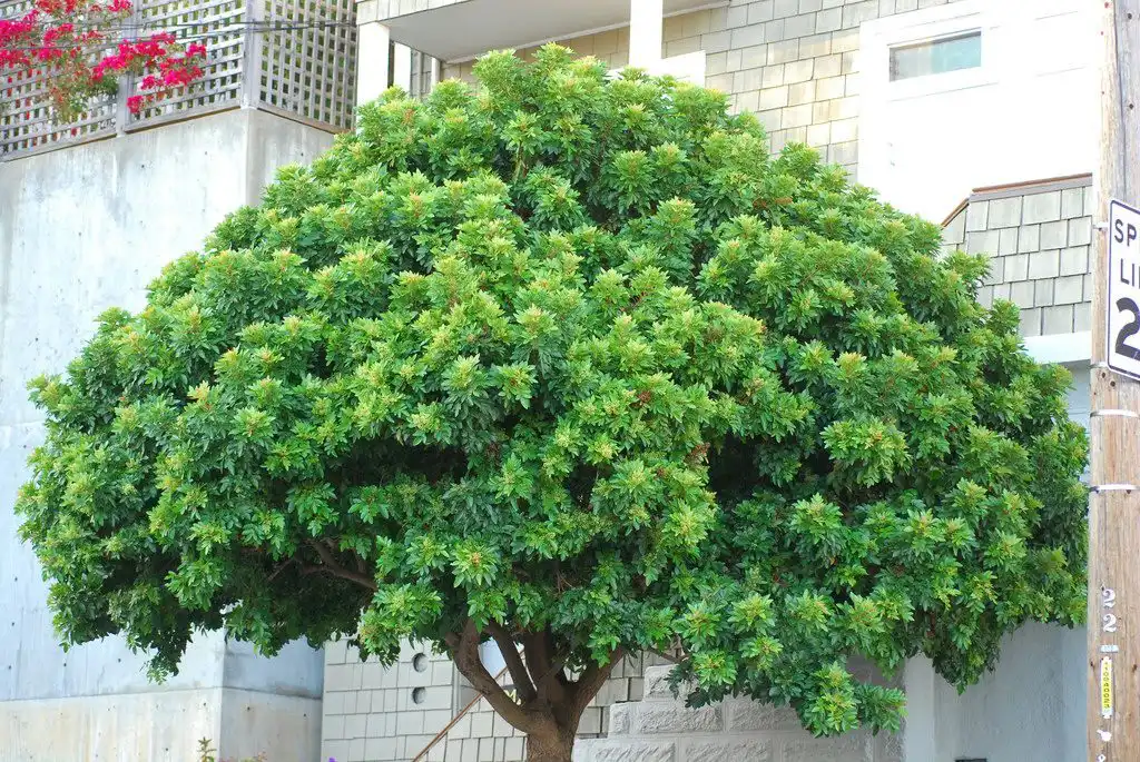 Pepper Tree