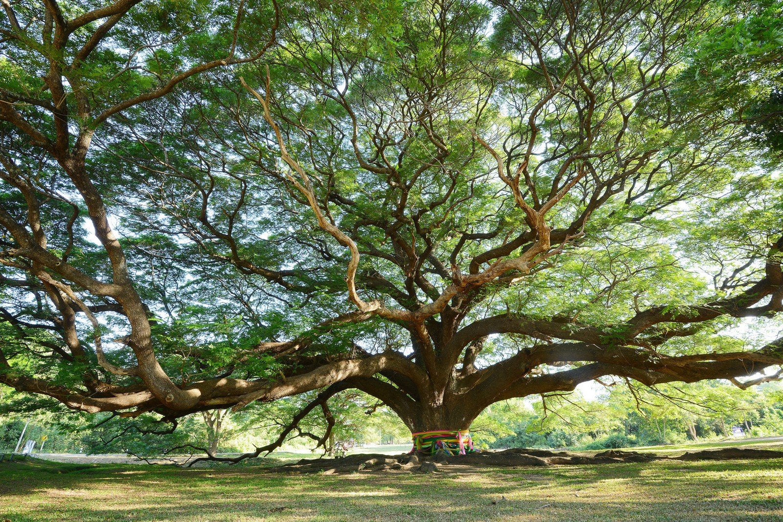 big tree | Design Tree Maintenance Inc.