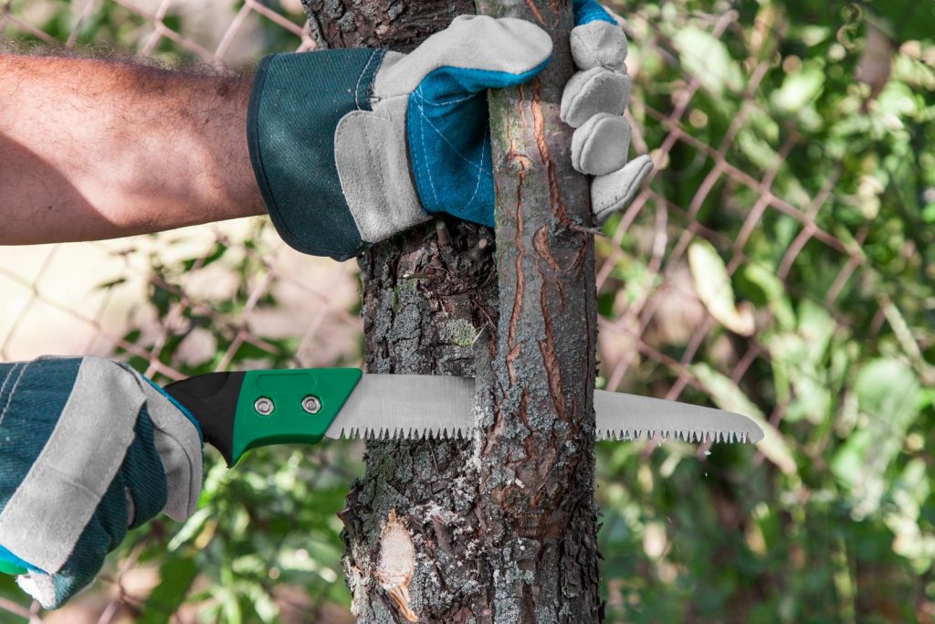 Tree Pruning In Phoenix, AZ