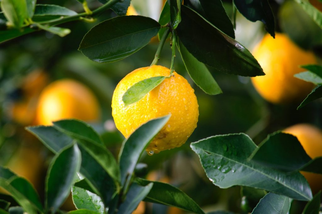 Close up of orange on citrus tree