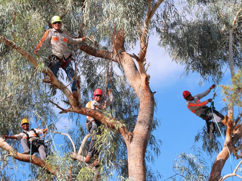 Tree Trimming Phoenix, AZ - High Climbers