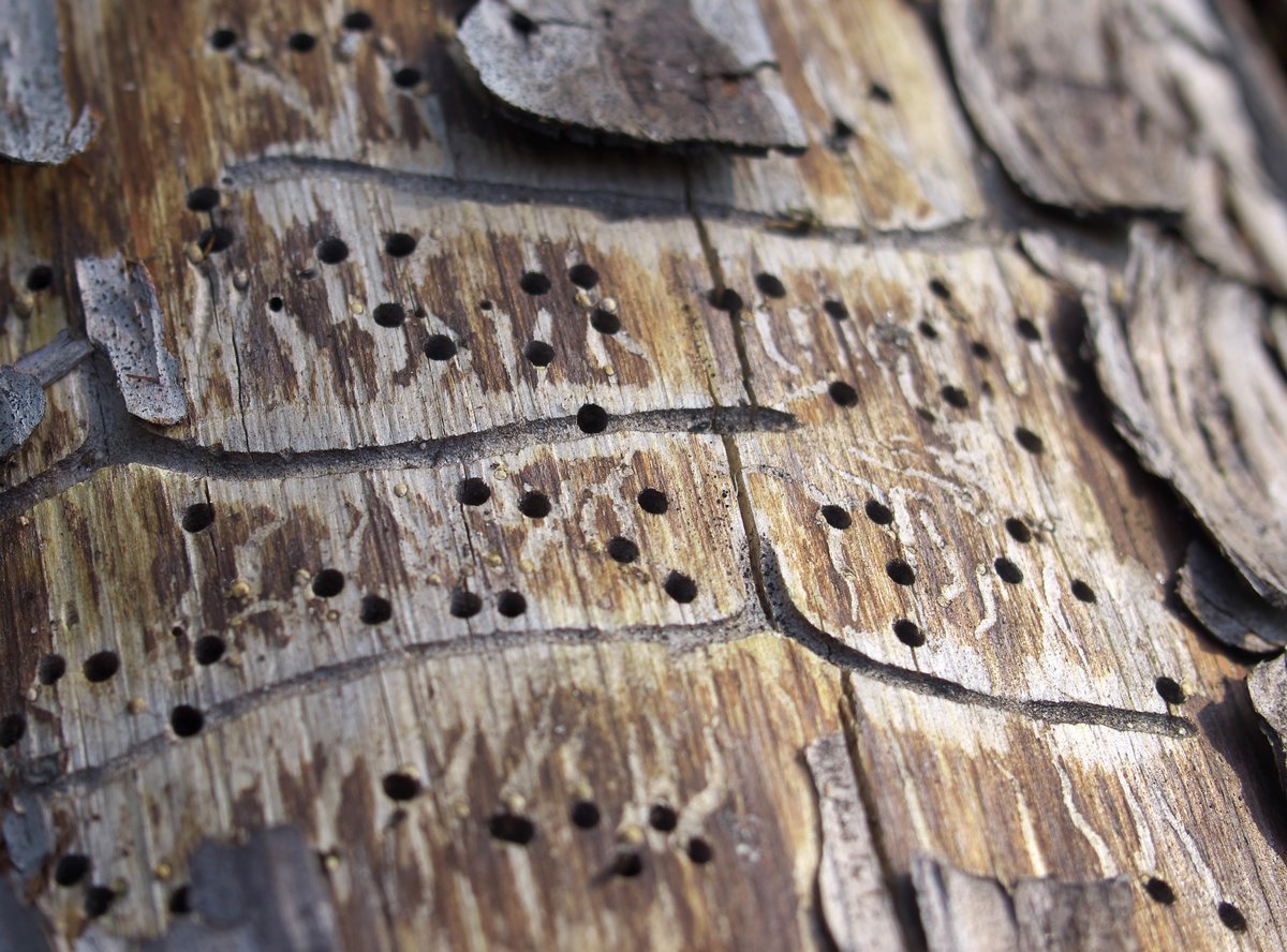 Borer Infestation Design Tree Maintenance Inc.