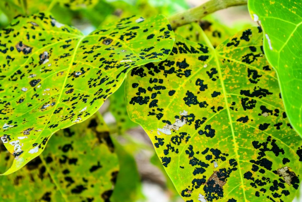 Leaf blight with grey centre and with brown border