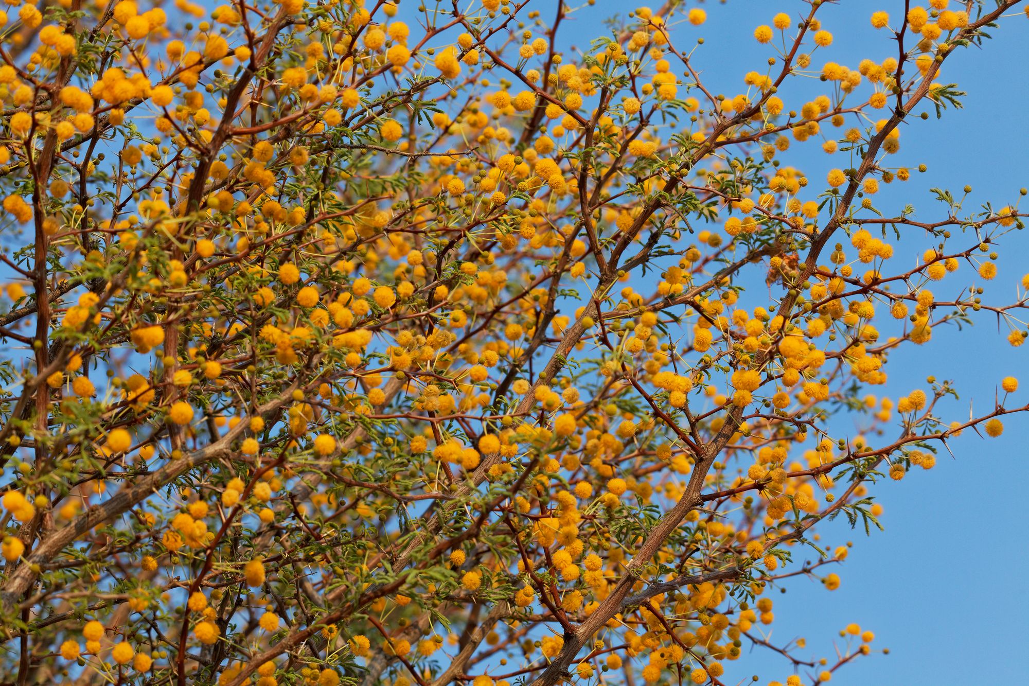 Acacia Farnesiana Sweet Acacia Tree