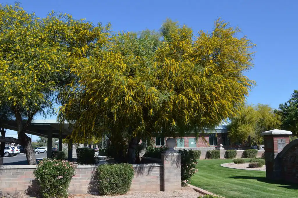 Acacia Saligna Tree