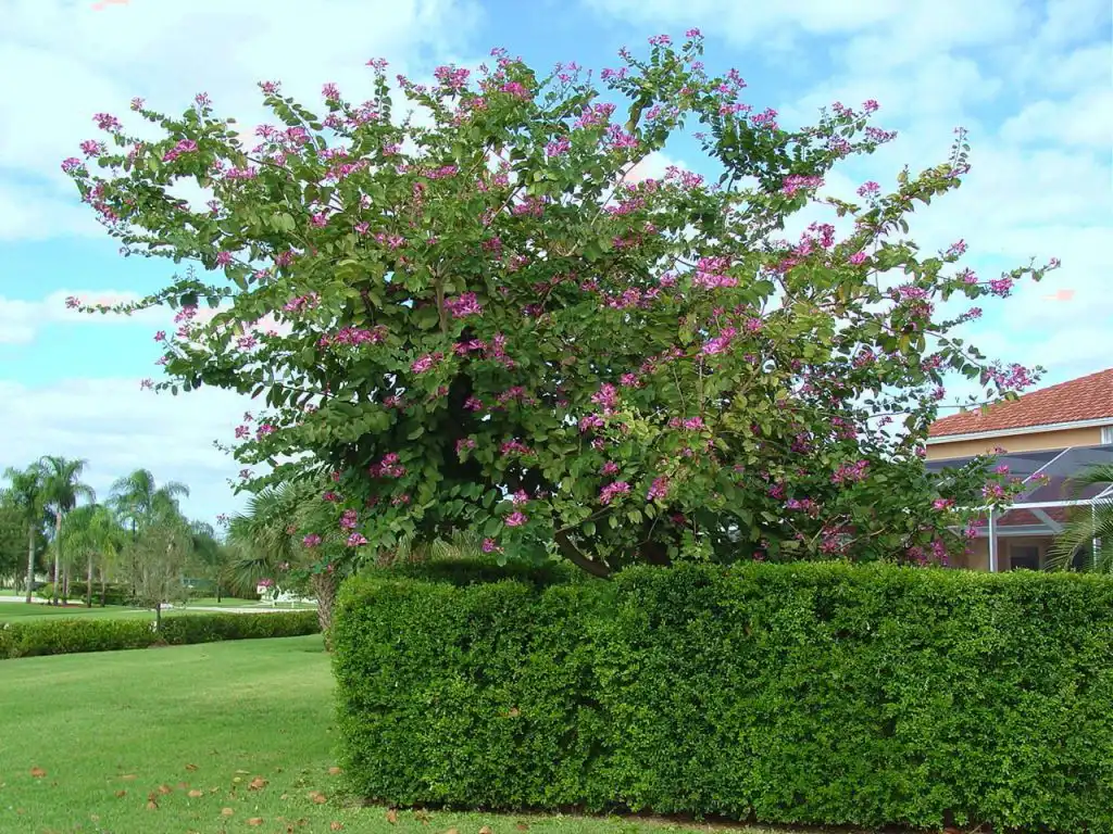 Bauhinia Orchid Tree