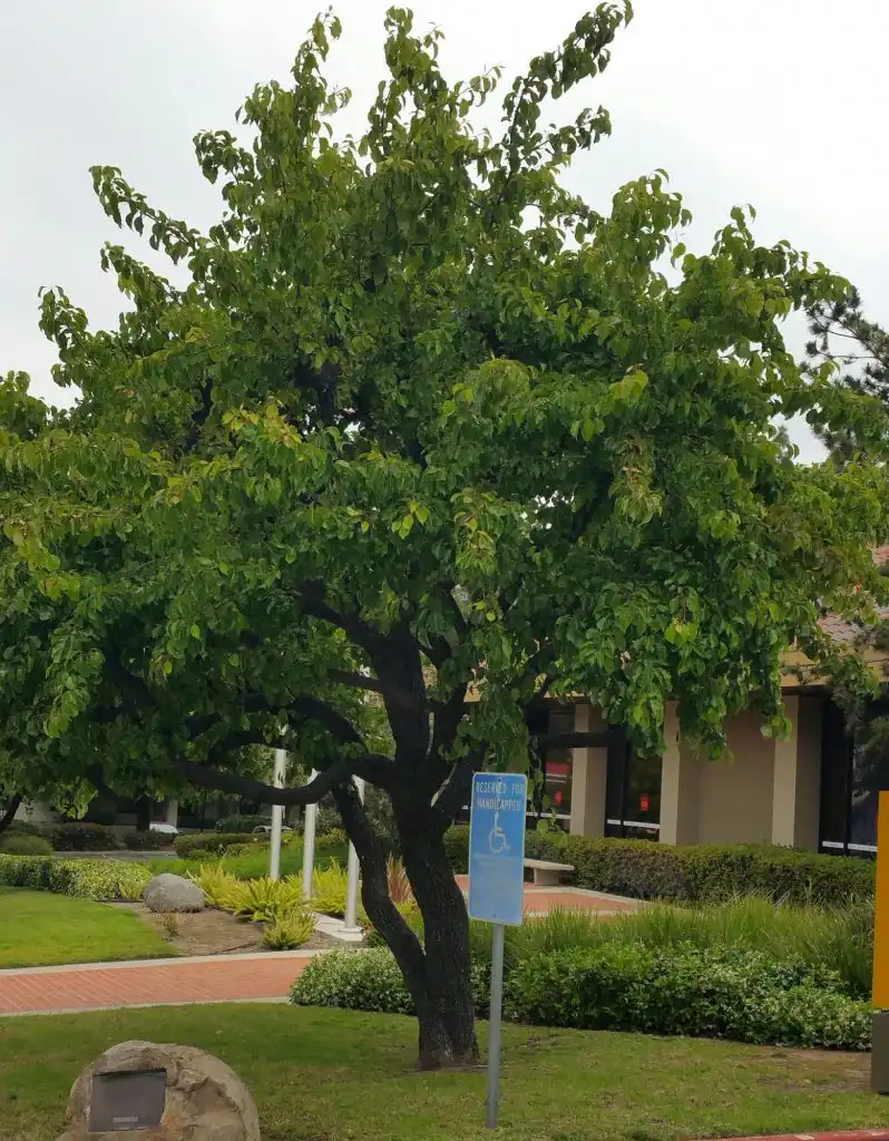 Evergreen Pear Tree