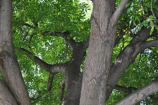 Fraxinus Uhdea Majestic Ash Tree