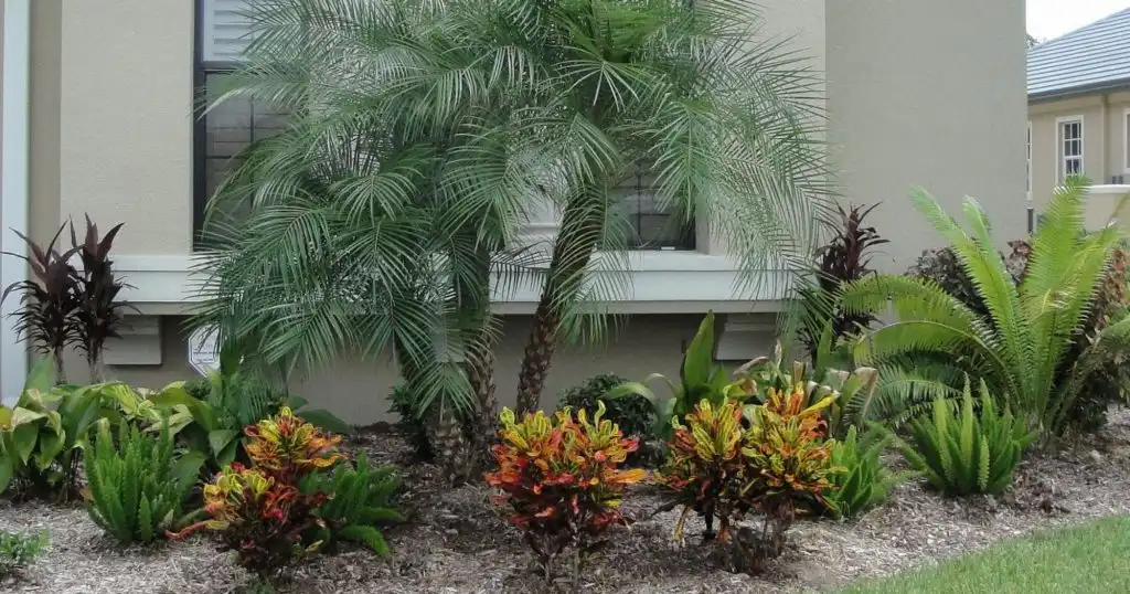 Robellini Pygmy Palm Tree