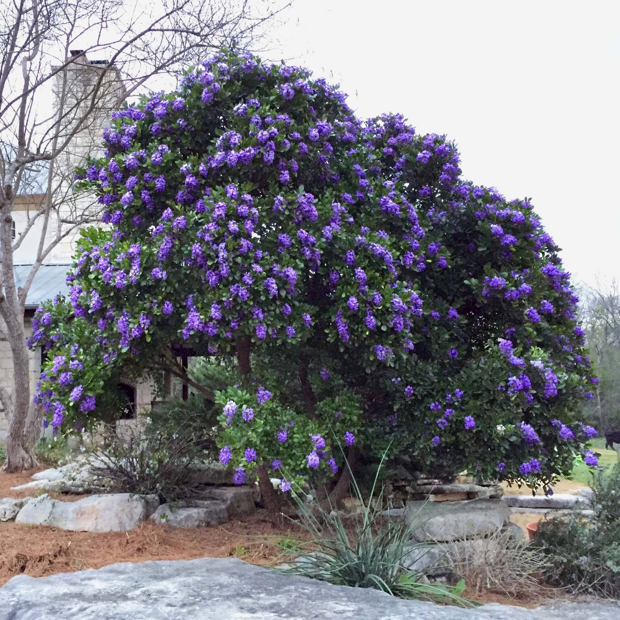 Texas Mountain Laurel Planting Instructions