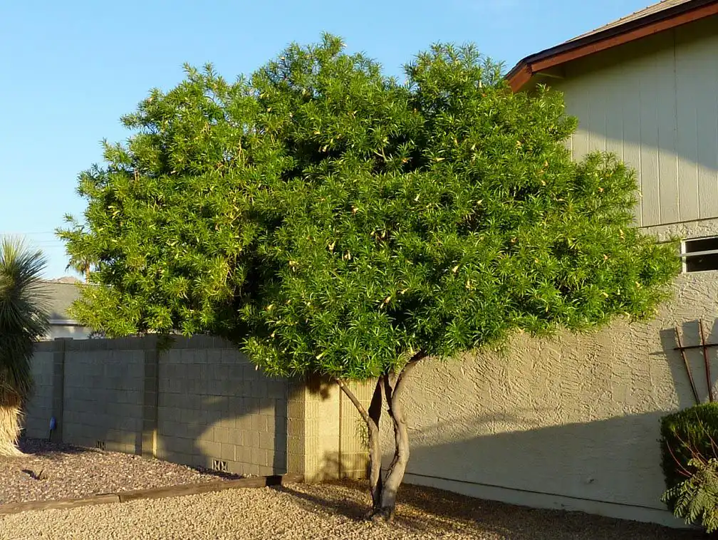 Thevetia Peruviana Yellow Bell Oleander Tree