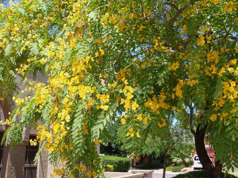 Tipuana Tipu Tree