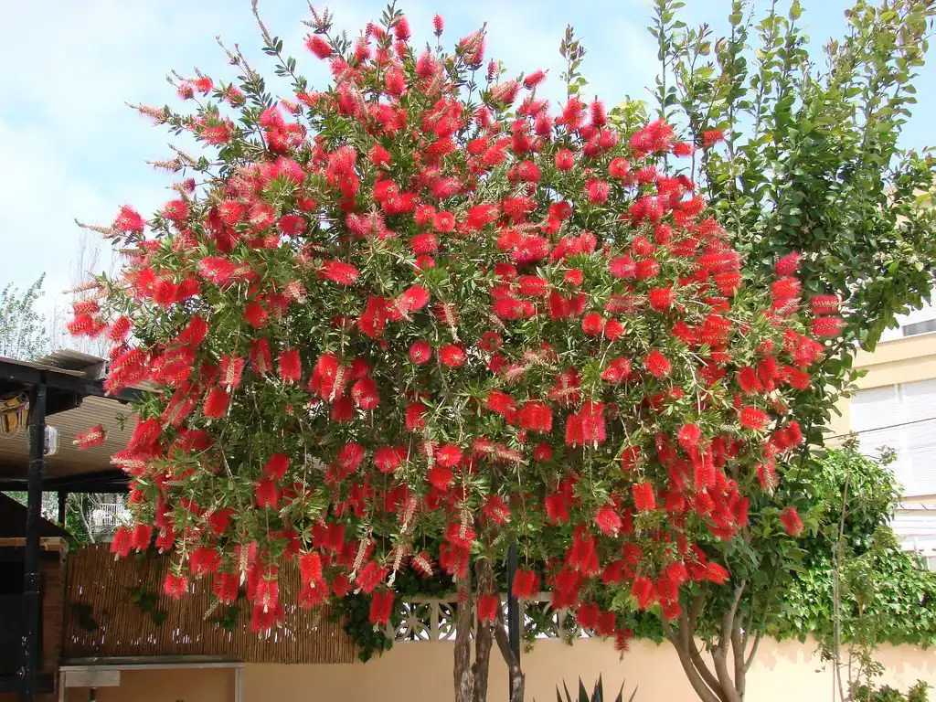 Callistemon Citrinus Bottle Brush Tree