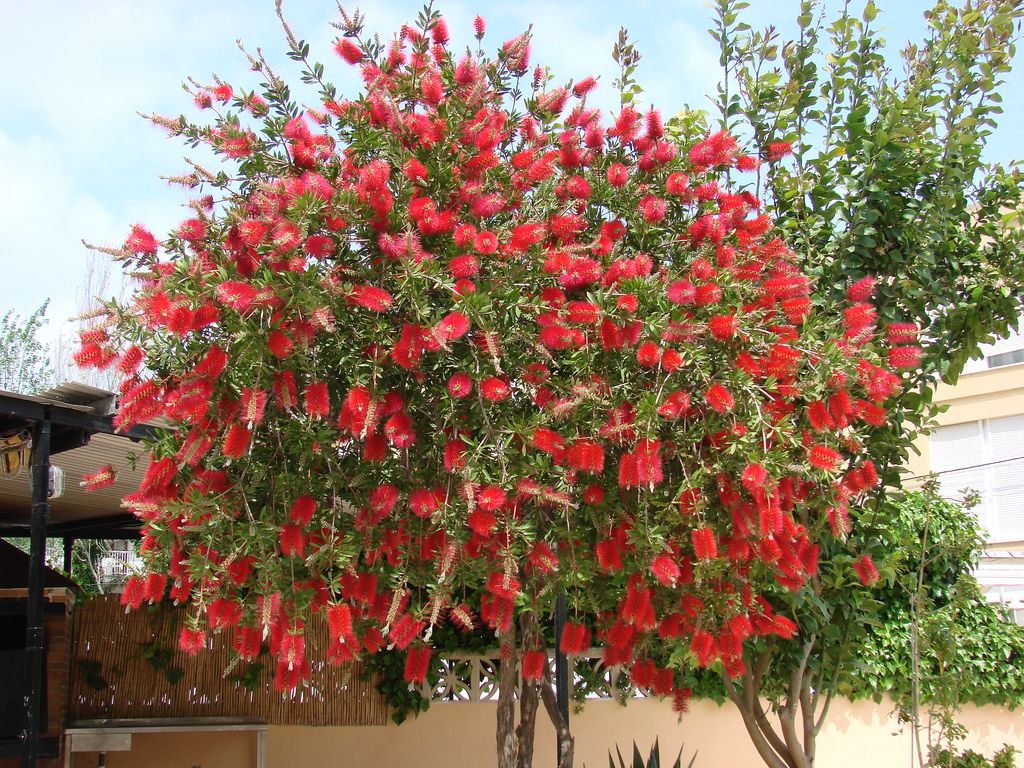 Callistemon Citrinus Bottle Brush Tree