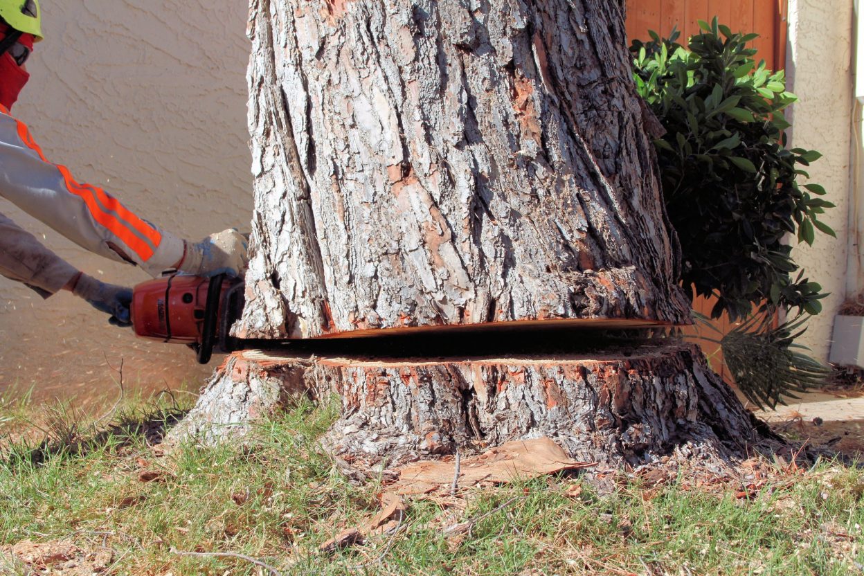 Tree Removal Phoenix, AZ Design Tree Maintenace Inc 6235878170