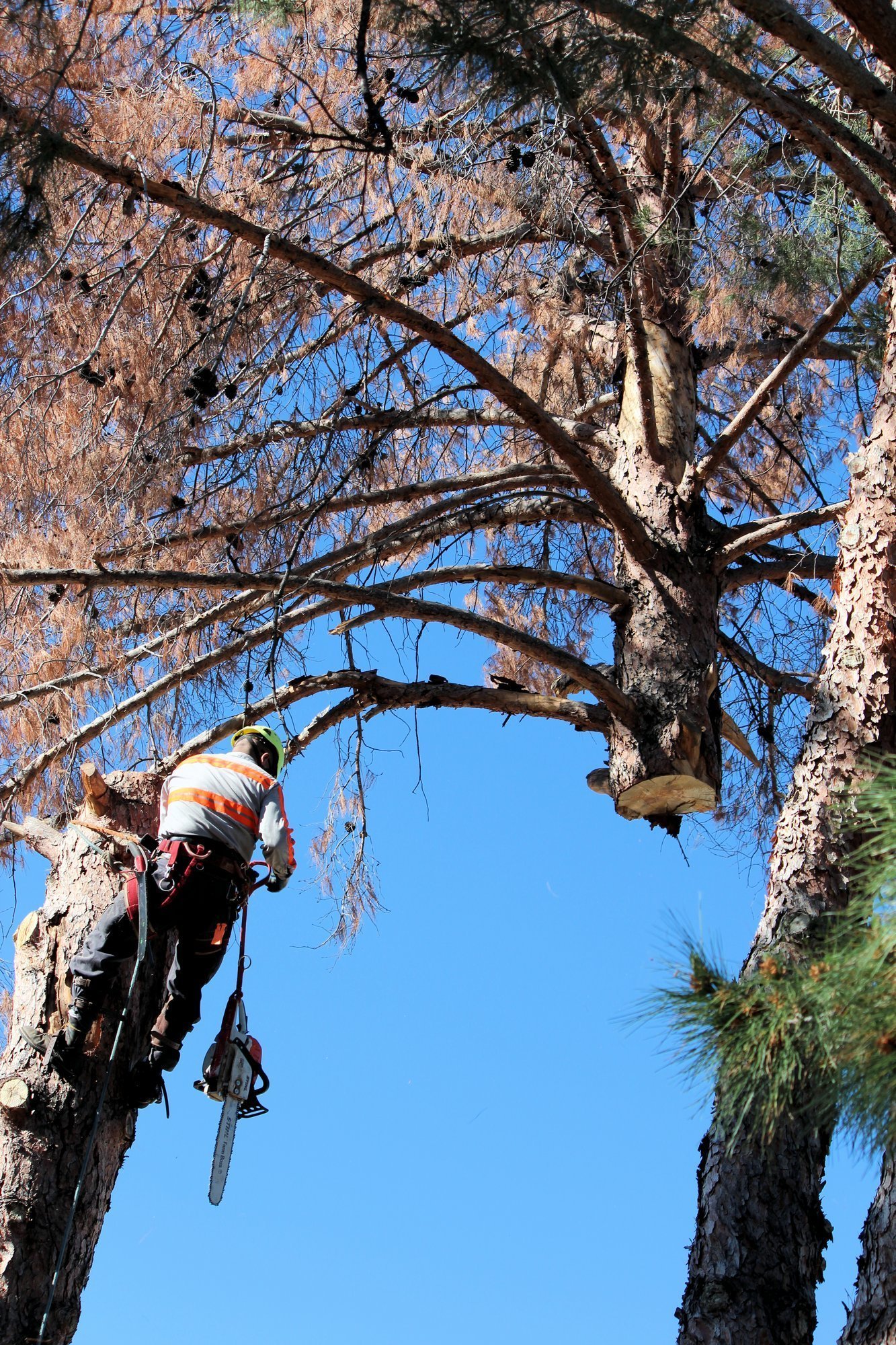 Top of Tree Removal In Phoenix