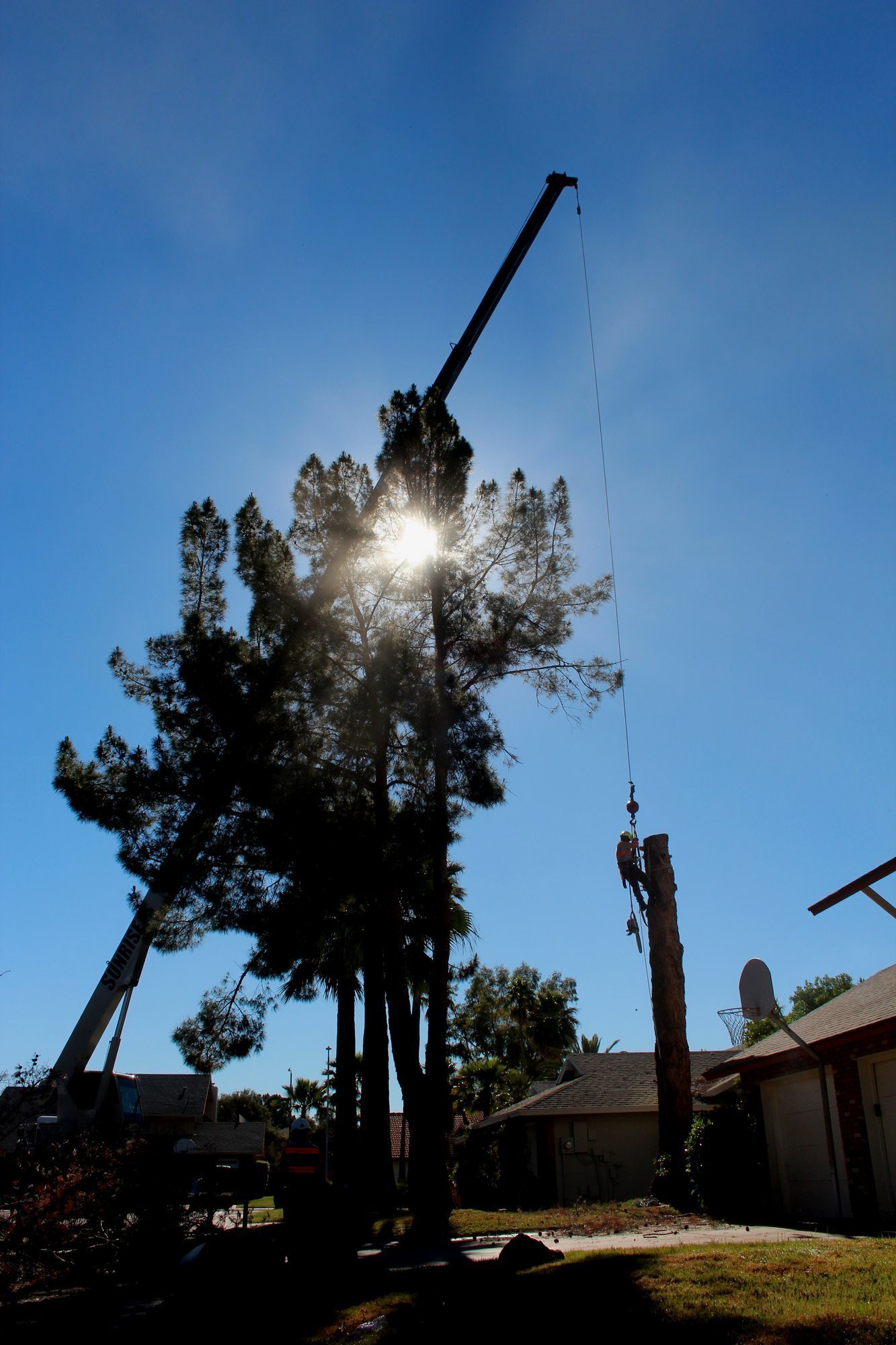 Tree Trunk Removal with Climbers