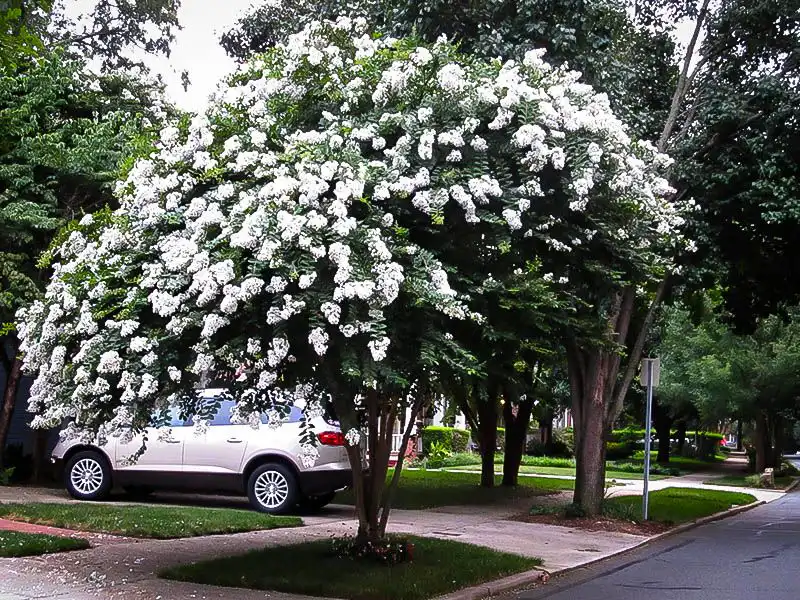 White Crape Myrtle Tree