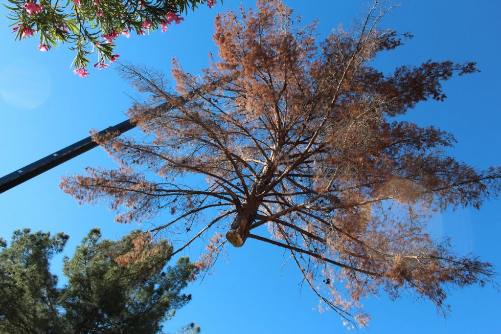 Crane Tree Removal