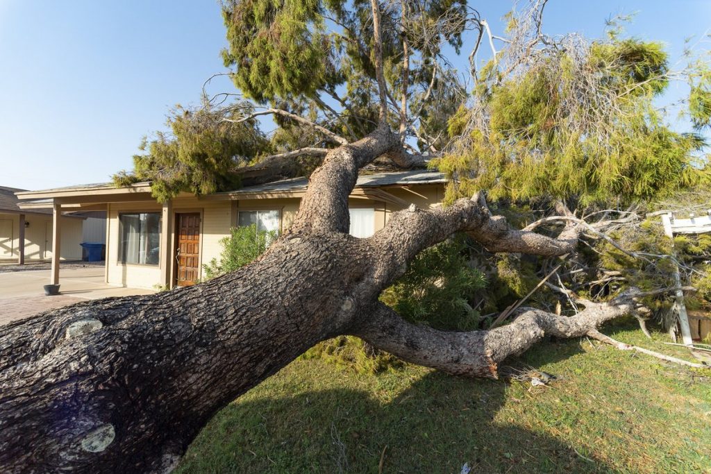 Tree knocked over on top of house after a major monsoon in Phoenix, AZ