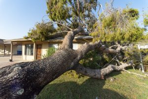 Tree knocked over on top of house after a major monsoon in Phoenix, AZ