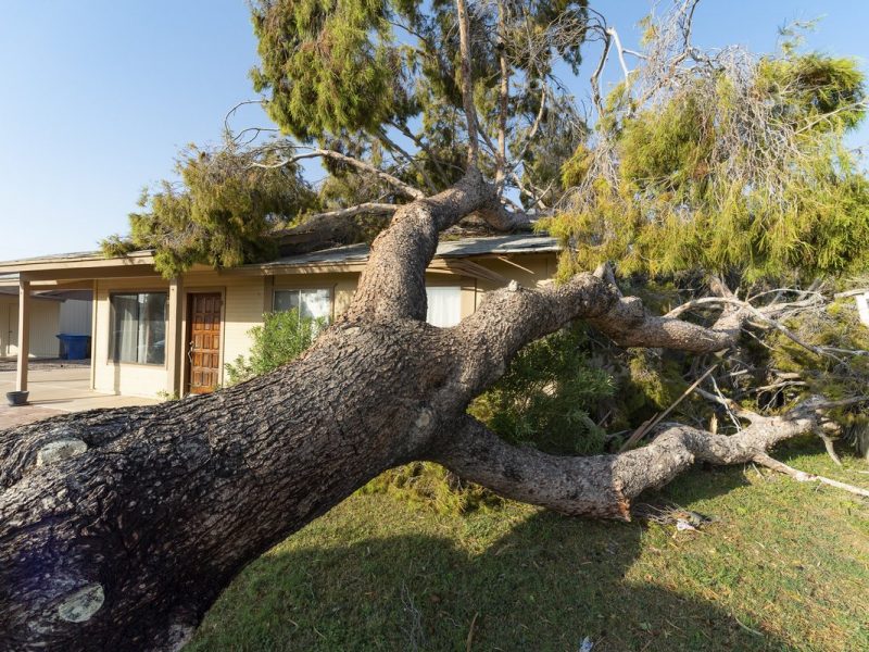 Tree knocked over on top of house after a major monsoon in Phoenix, AZ