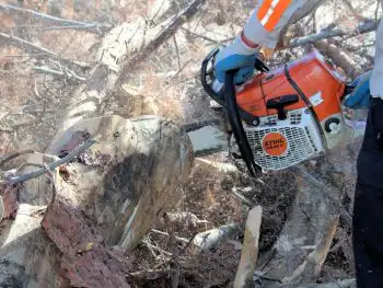 Tree Removal in Phoenix, AZ