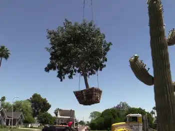 Tree Planting in Phoenix, AZ