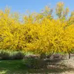 Palo Verde Tree Pruning