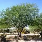 Chilean Mesquite Tree Pruning
