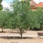 Ironwood Tree Pruning