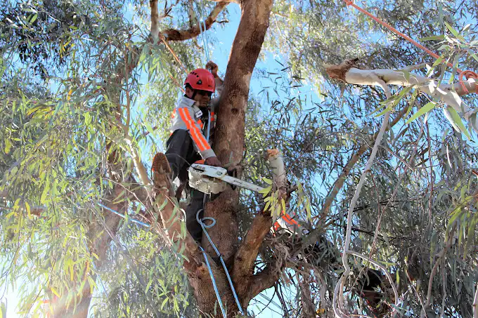 Phoenix tree trimming