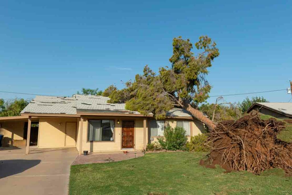Emergency Tree Removal in Phoenix: When Storm Damage Leaves No Choice