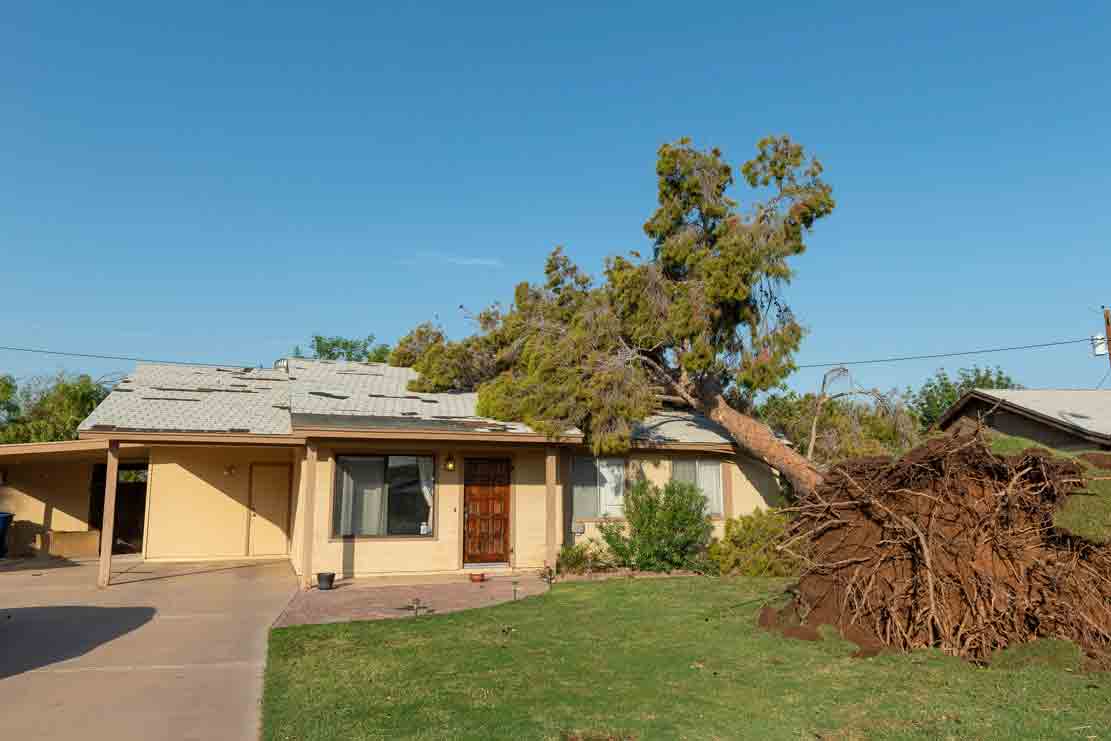 Emergency Tree Removal in Phoenix