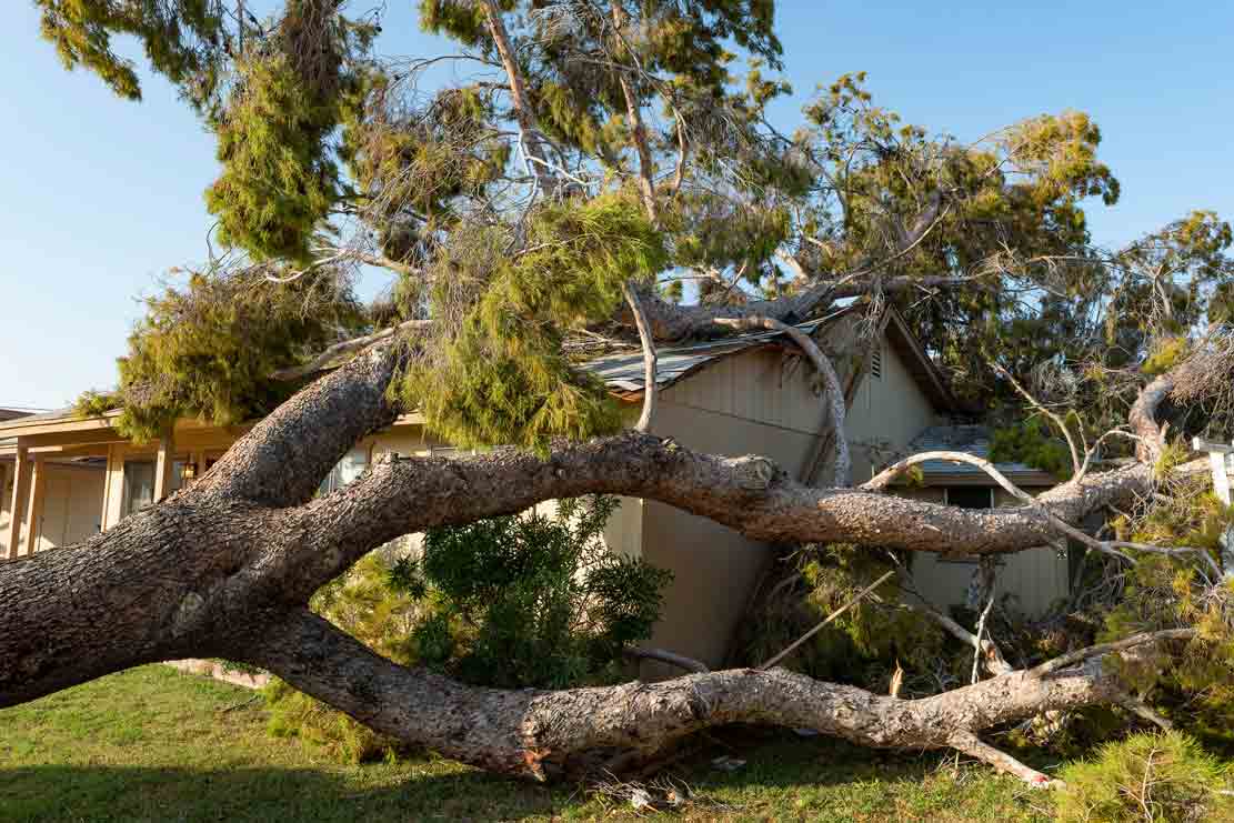 Tree Removal in Phoenix