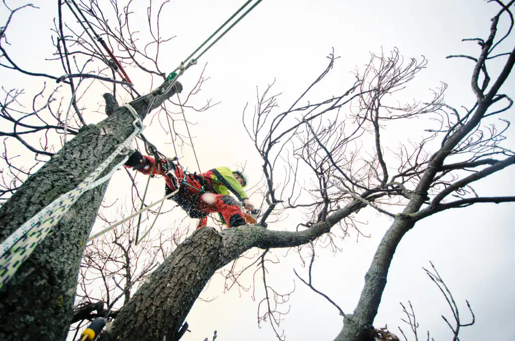 tree trimming