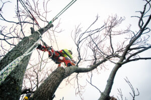tree trimming