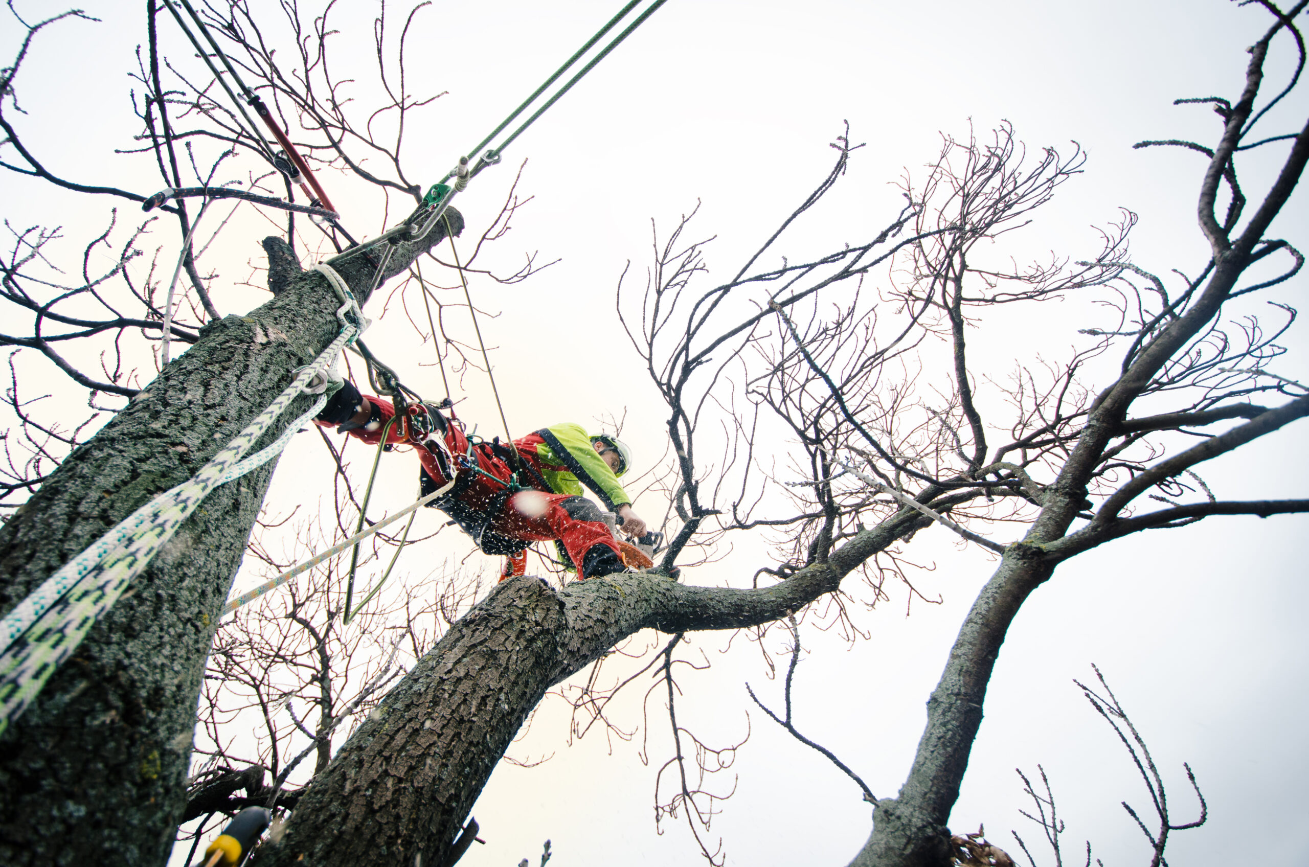 tree trimming