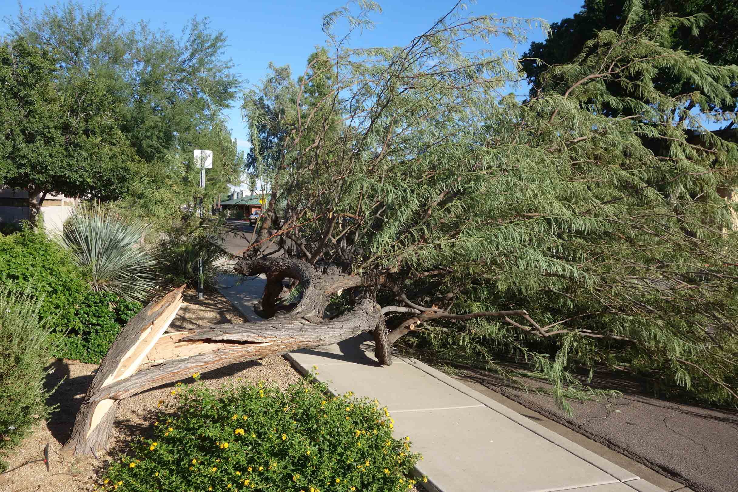 Tree Removal in Phoenix